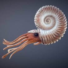 Load image into Gallery viewer, Ammonite |
Compact Curiosities Ammonite Fossil