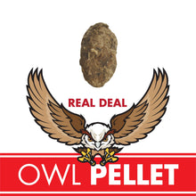 Load image into Gallery viewer, Owl Pellet | Compact Curiosities Dissection Kit