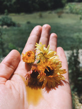 Load image into Gallery viewer, Calendula Oil