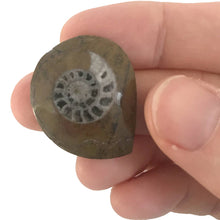 Load image into Gallery viewer, Ammonite | 
Compact Curiosities Ammonite Fossil
