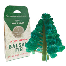 Load image into Gallery viewer, Crystal Growing Balsam Fir |
Christmas STEM craft kit

