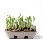 Load image into Gallery viewer, Egg Coloring &amp; Grass Growing Kit
