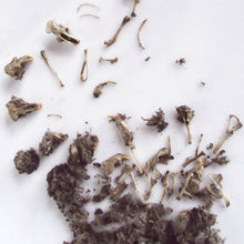 Load image into Gallery viewer, Owl Pellet | Compact Curiosities Dissection Kit

