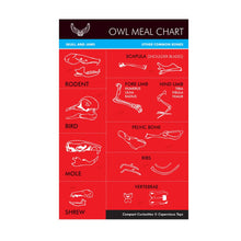 Load image into Gallery viewer, Owl Pellet | Compact Curiosities Dissection Kit
