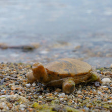 Load image into Gallery viewer, Turtle Soapstone Carving and Whittling Kit
